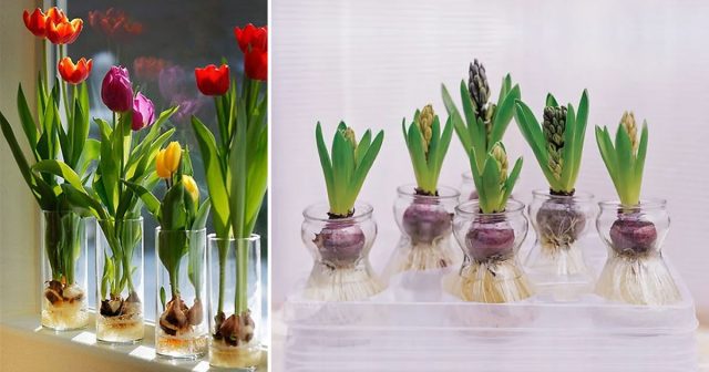 Come Coltivare Tulipani E Giacinti In Acqua E Farli Durare Per Anni