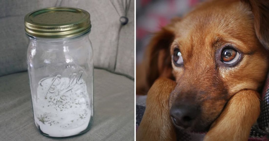 come togliere la puzza di cacca dal cane